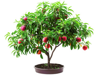 Vibrant potted peach tree with ripe juicy peaches on branches, capturing nature's beauty and freshness, perfect for gardening and fruit-loving enthusiasts.