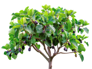 Lush fig tree with green leaves and ripe figs isolated on a white background, perfect for botanical and agricultural projects.
