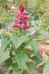 Scarlet Sage flower plant on nursery