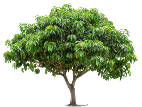 Lush green tree with dense foliage and strong branches isolated on a white background. Ideal for nature and botanical projects.