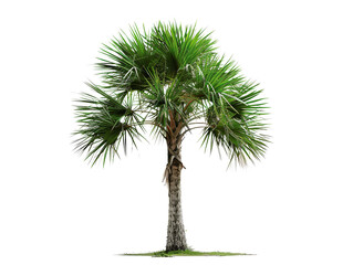 Isolated palmetto palm tree with lush green fronds and a stout trunk, symbolizing tropical landscapes and relaxation.