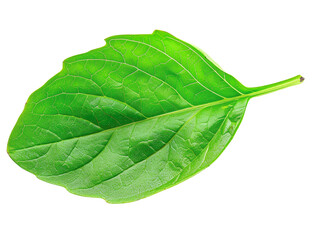 Obraz premium Close-up of a fresh green leaf isolated on a white background, showcasing natural texture and vibrant color - perfect for botanical themed projects.