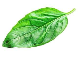 Obraz premium Fresh green basil leaf isolated on white background. Perfect for recipes, cooking, or herbal-themed designs and presentations.