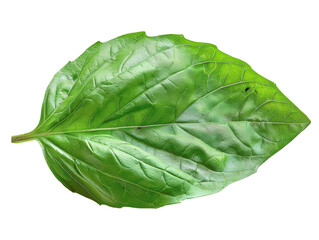 Fototapeta premium Macro shot of a fresh green leaf isolated on white background, showcasing intricate vein details and vibrant color. Perfect for nature-themed designs.