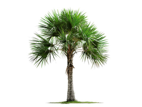 Isolated palmetto palm tree with lush green fronds and a stout trunk, symbolizing tropical landscapes and relaxation.