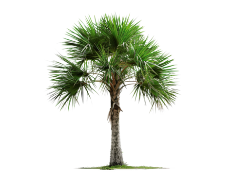 Isolated palmetto palm tree with lush green fronds and a stout trunk, symbolizing tropical landscapes and relaxation.