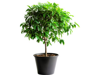 Healthy green potted plant with lush foliage in a black container, ideal for indoor and outdoor gardening decoration.