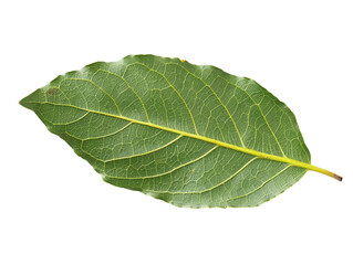 Obraz premium High-resolution image of a single green leaf with visible veins and intricate details on a transparent background.