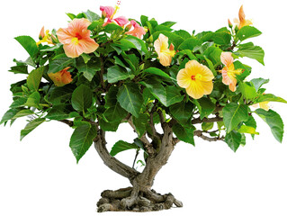 Beautiful hibiscus bonsai tree with vibrant yellow and pink flowers in full bloom, showcasing its...
