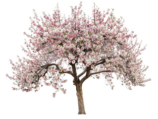 Obraz premium Beautiful cherry blossom tree in full bloom with vibrant pink flowers, ideal for nature, spring, and floral-themed projects.