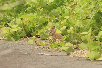 林道に現れた二ホンノウサギの幼獣