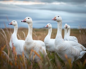 A group of a flock of white ducks standing in tall grass. AI.