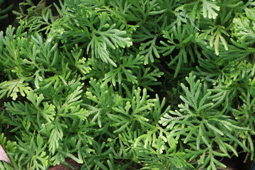 Selaginella is a medicinal plant in the wild