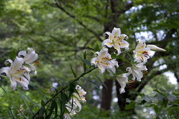 white flowers in the forest
