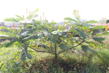 Senna alata plant on nursery