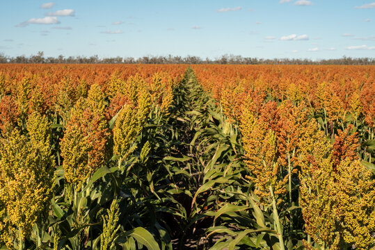 Sorghum crop in rows in flat agricultural paddock