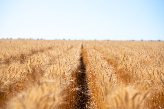 Wheat