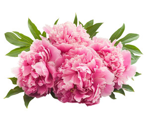 Vibrant pink peony flowers in full bloom with lush green leaves, perfect for floral compositions and decorative purposes.