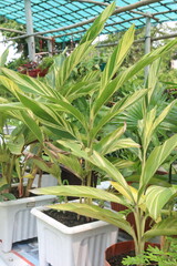 Shell ginger plant on nursery