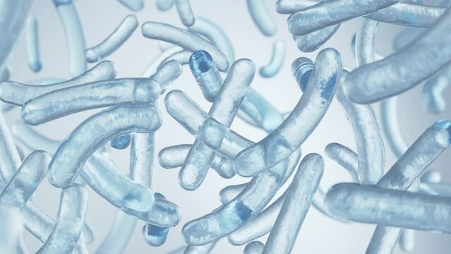 Probiotic bacteria, Lactobacillus , 3d animation.