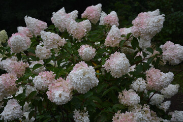 LLush inflorescences of hydrangea arboreal and hydrangea paniculata,ush inflorescences of hydrangea arboreal and hydrangea paniculata,