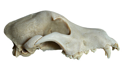 3D render of Dog skull with isolation