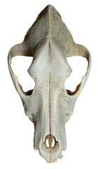 3D render of Dog skull with isolation