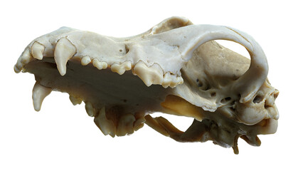 3D render of Dog skull with isolation