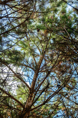 Looking up in the coniferous forest.