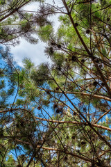 Looking up in the coniferous forest.