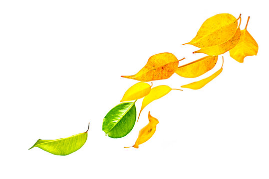 yellow Green Floating leaf Leaves , designed wedding  albam , pag , isolated on transparent background