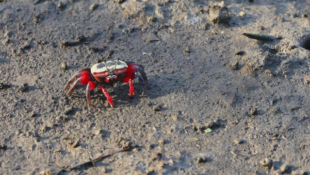 Bowed fiddler crab  foraging on the wetland mangrove sand. Dapeng Bay National Scenic Area, Taiwan.  Real time. 4K. High angle view. High quality video.