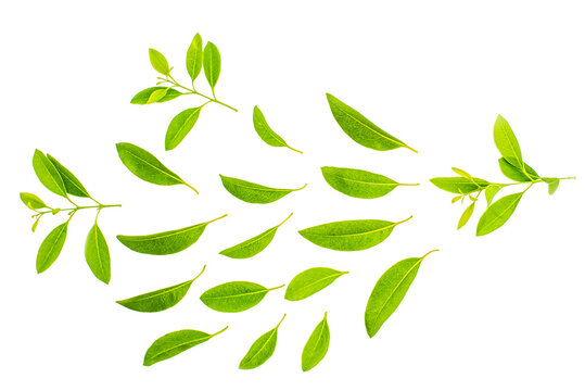 Green Floating Leaves leaf , designed wedding  albam , isolated on transparent pag background