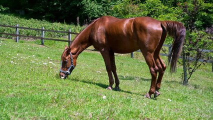 A brown horse with a blue halter is eating grass in a sunny, green field surrounded by a wooden fence and trees. - Powered by Adobe