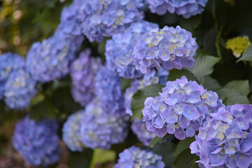初夏の爽やかな紫陽花