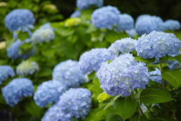 初夏の爽やかな紫陽花