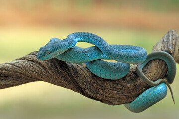Blue insularis viper snake on branch, Indonesian viper snake