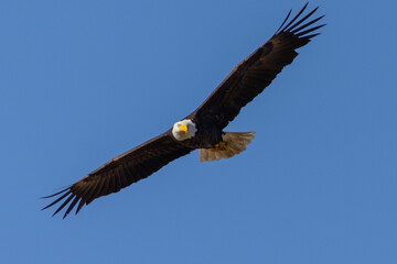 Bald eagle approaching, seen in the wild in  North California
