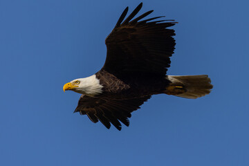Bald eagle flying in beautiful light, seen in the wild in  North California