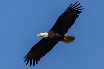 Bald eagle flying, seen in the wild in  North California