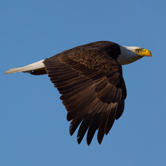 Bald eagle flying in beautiful light, seen in the wild in  North California