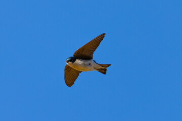 Close view of a barn swallow