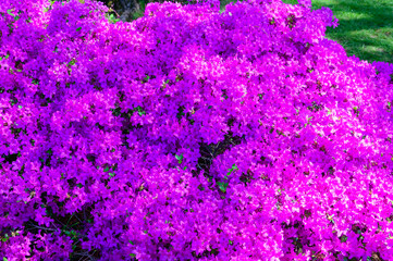 Lavender Azaleas bloom at the Holland Tulip Festival, in Holland, Michigan.