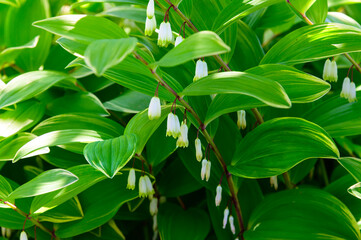 Lily of the Valley bloom at the Holland Tulip Festival, in Holland, Michigan.