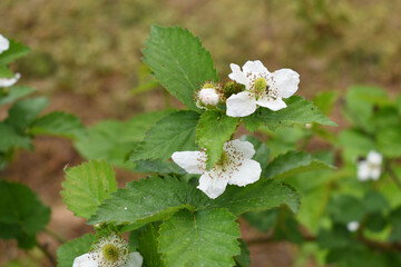 Blackberry flowers in the garden, Beautiful in spring bloom garden. Blackberry bush with white flowers, Blossoming blackberry bush and bee, sunny spring day, Chakwal, Punjab, Pakistan