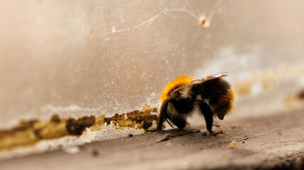 Observing a bee moving on a flat surface from a close range