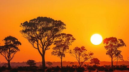 Silhouette of trees against orange sky at sunset in the Australian outback, landscape photo with copy space