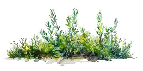 Watercolor Evergreen Plants