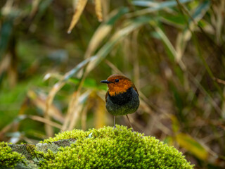 森の中で倒木の上に留まっているコマドリの雄