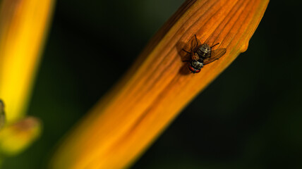 A detailed view of a fly perched on a bright yellow flower